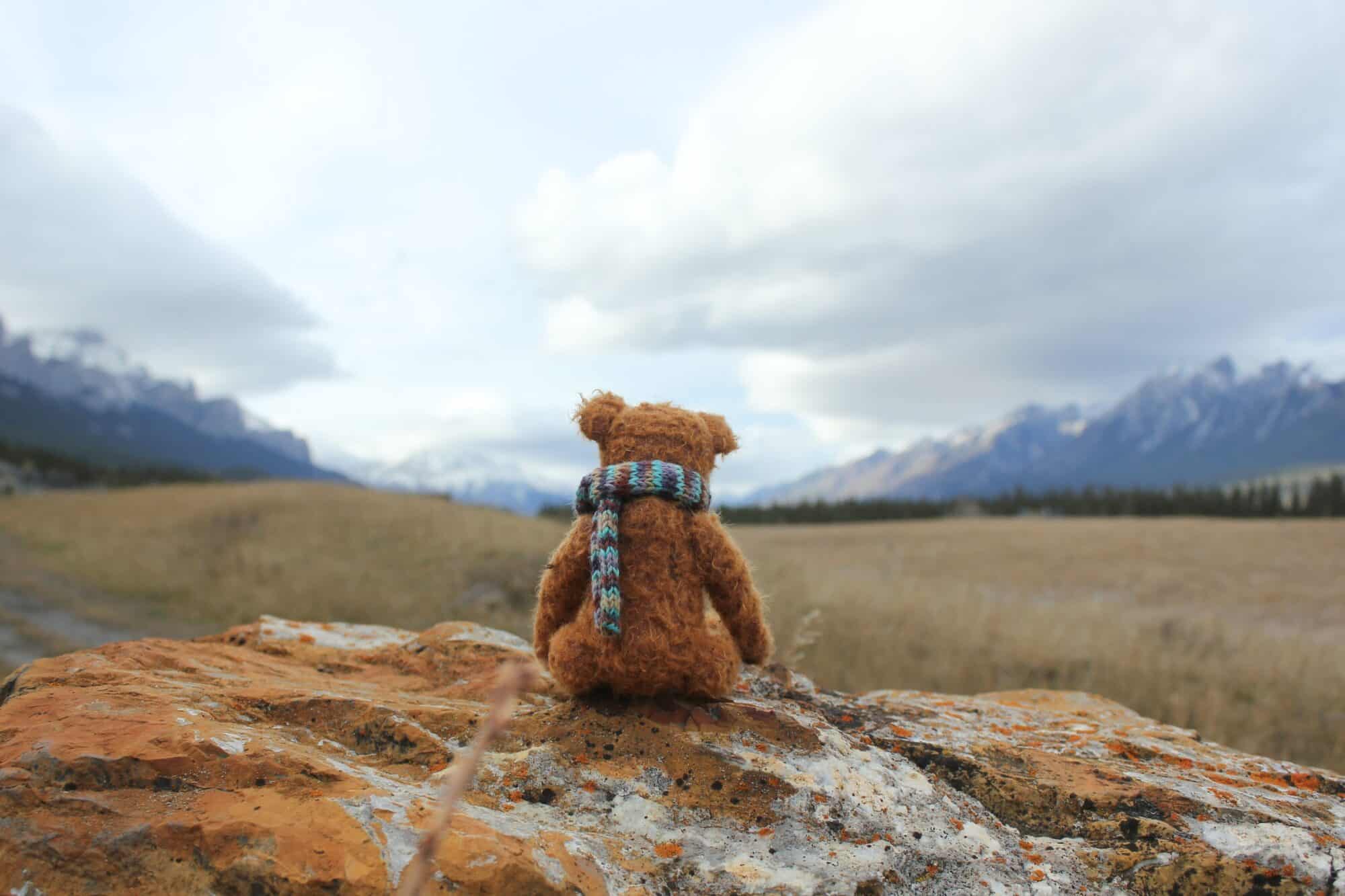 A lone teddy bear wrapped in scarf looks on Treaty 7 Territory.